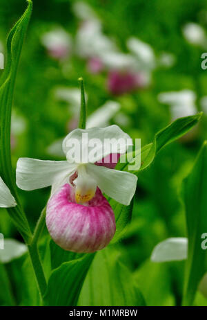 Auffälligen Orchideen in einer offenen Wiese Stockfoto