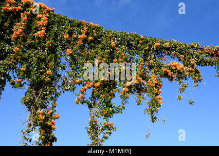 Plaza del Cabildo an einem Sonntag in Sanlucar de Barrameda (die Mündung des Guadalquivir) Spanisch, Spanien. Stockfoto