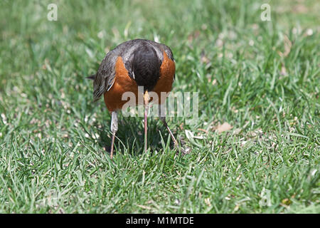 Robin Schlepper einen Regenwurm aus dem Gras. Der Wurm, an seine Grenzen, greift den Boden, in der Hoffnung auf der Flucht aus dem festen Griff der Schnabel des Vogels. Stockfoto