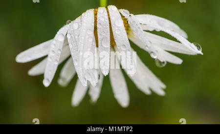 Eine Makroaufnahme der nassen Blütenblätter einer oxeye Daisy. Stockfoto