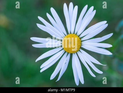 Eine Makroaufnahme eines weißen oxeye Daisy blühen. Stockfoto