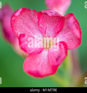 Eine Makroaufnahme einer rosa River Lily Bloom. Stockfoto