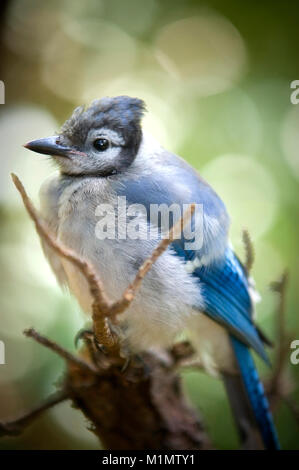 Einen Blue Jay in der Audabon Heiligtum in Barnstable auf Cape Cod Stockfoto