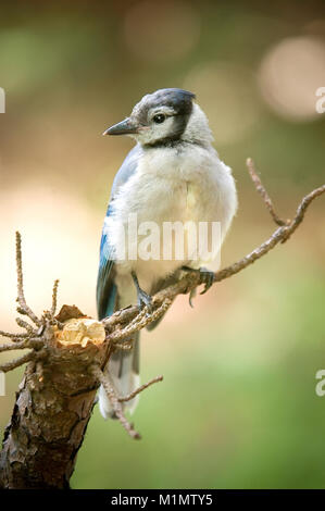 Einen Blue Jay in der Audabon Heiligtum in Barnstable auf Cape Cod Stockfoto