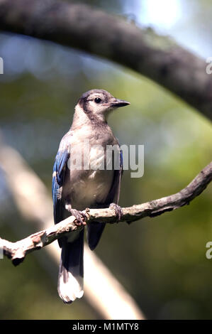 Einen Blue Jay in der Audabon Heiligtum in Barnstable auf Cape Cod Stockfoto