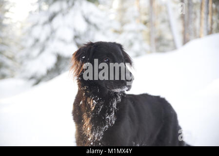 Black Dog das ist eine Mischung zwischen Schäferhund und Flatcoat Retriever draußen im Schnee. Stockfoto