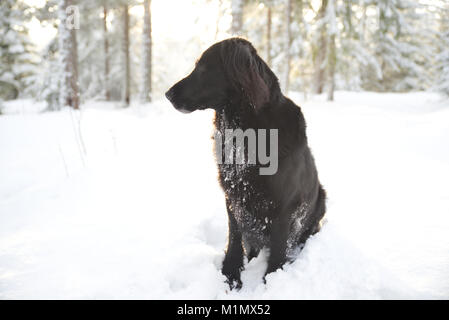 Black Dog das ist eine Mischung zwischen Schäferhund und Flatcoat Retriever draußen im Schnee. Stockfoto