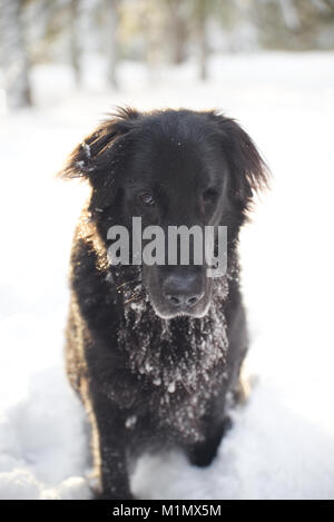 Black Dog das ist eine Mischung zwischen Schäferhund und Flatcoat Retriever draußen im Schnee. Stockfoto