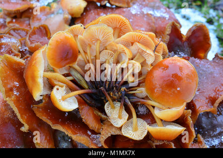 Cluster von Jungen, gefroren Flammulina velutipes oder Samt Schaft Pilze im Schnee, essbare Art der Pilze im Winter Zeit wächst, Ansicht schließen Stockfoto