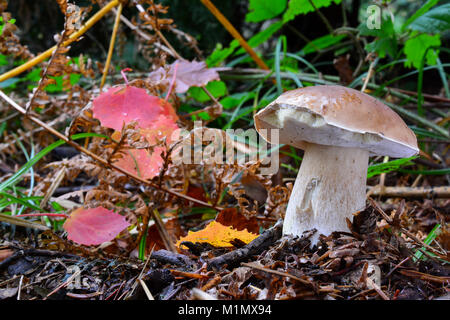 Ein einzelnes Junges und gesundes Muster Boletus edulis oder Cep, oder Penny Bun Pilz, lecker und taxierte Wild Mushroom im natürlichen Lebensraum, decorat Stockfoto