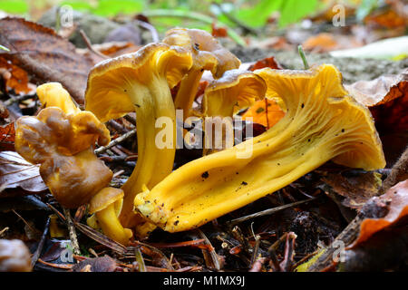 Craterellus oder Cantharellus lutescens lutescens, oder Cantharellus xanthopus oder cantharellus Aurora, die gemeinhin als Gelben Fuß bekannt, leckere Essbare mus Stockfoto