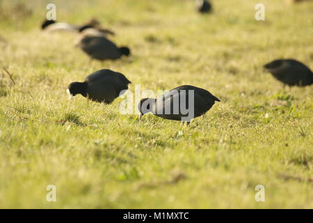 Gruppe der Eurasischen blässhühner Beweidung im Gras Stockfoto