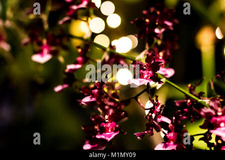 Lila Orchidee auf ein Bokeh Hintergrund Stockfoto