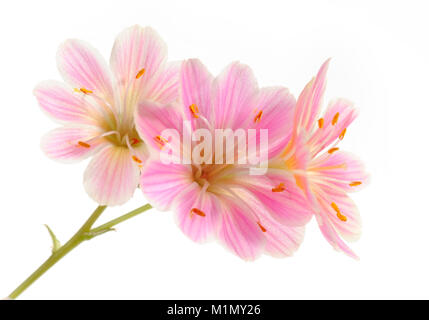 Rosa (lewisia Keimblatt bitteren Würze), Rosa Bitterwurz (lewisia Keimblatt) Stockfoto