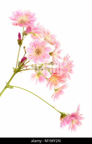 Rosa (lewisia Keimblatt bitteren Würze), Rosa Bitterwurz (lewisia Keimblatt) Stockfoto