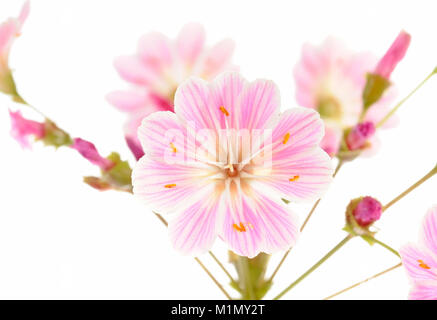 Rosa (lewisia Keimblatt bitteren Würze), Rosa Bitterwurz (lewisia Keimblatt) Stockfoto