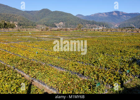 Jakar, Bumthang, Bhutan. Haselnuss Baumschule in der Nähe von jakar. Stockfoto