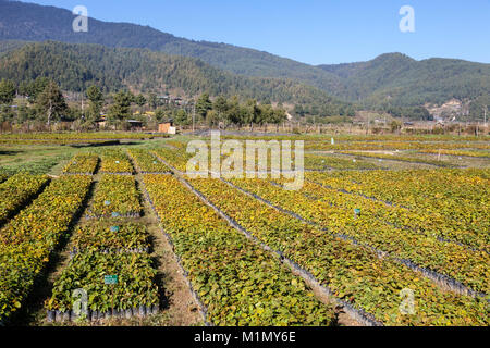 Jakar, Bumthang, Bhutan. Haselnuss Baumschule in der Nähe von jakar. Stockfoto