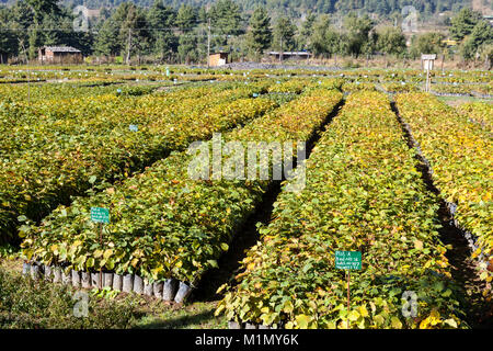 Jakar, Bumthang, Bhutan. Haselnuss Baumschule in der Nähe von jakar. Stockfoto