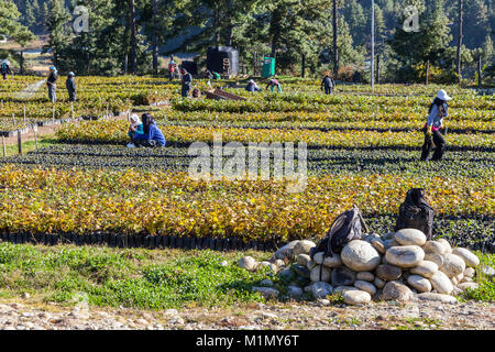 Jakar, Bumthang, Bhutan. Haselnuss Baumschule in der Nähe von jakar. Stockfoto