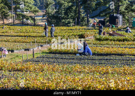 Jakar, Bumthang, Bhutan. Haselnuss Baumschule in der Nähe von jakar. Stockfoto