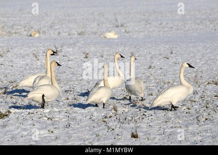 Trumpeter Schwäne, Courtenay, Vancouver Island, British Columbia, Kanada. Stockfoto