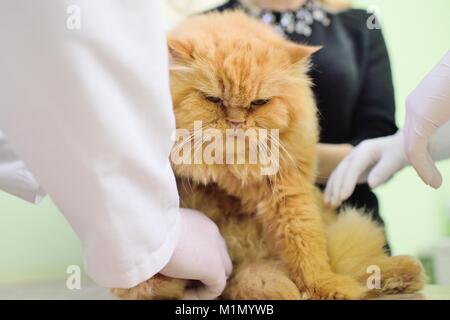 Rote Katze auf die Prüfung in einer tierärztlichen Klinik Stockfoto