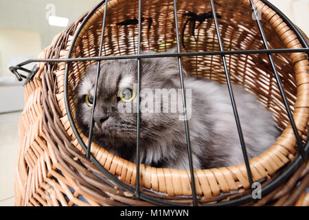 Alte wunderschöne Katze in ein Tier Warenkorb vor dem Hintergrund einer tierärztlichen Klinik sitzen. Stockfoto