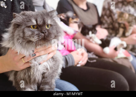 Perser Katze in die Hände der Eigentümer in der Warteschlange für die Prüfung in der Tierklinik Stockfoto