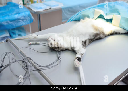 Katze auf dem OP-Tisch Stockfoto