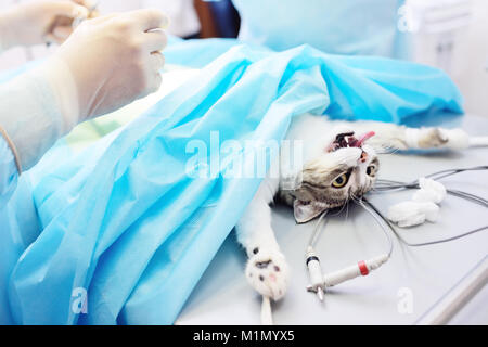 Katze auf dem OP-Tisch Stockfoto