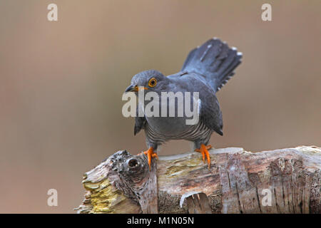 Kuckuck (Cuculus canorus) Stockfoto