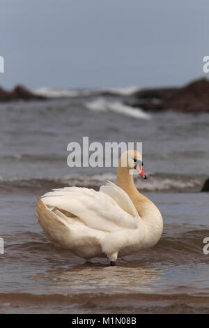 Höckerschwan (Cygnus olor) am Rande des Meeres, East Lothian, Schottland, Großbritannien. Stockfoto