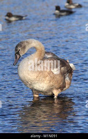 Junger HÖCKERSCHWAN (Cygnus olor) stand in einem seichten Fluss, East Lothian, Schottland, Großbritannien. Stockfoto