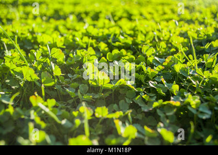 Feld "Von" einer grünen Klee Hintergrund Klee drei Blattfedern Tag des Hl. Patrick Konzept Stockfoto