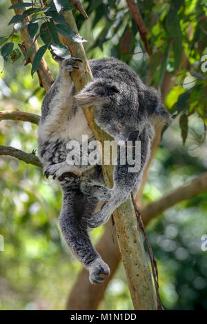 Ein koala schlafend in die Gabel eines Baumes mit seinen gliedmassen ausbreiten. Es hat einen Hang-Hund auf seinem Gesicht. Stockfoto