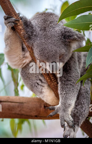 Koala schlafen Sitzen auf einem Baumstamm, lehnte sich gegen einen toten Zweig. Es ist ein Zweig umklammernd, während er einen Arm und ein Bein über den Rand hängen. Die Stockfoto