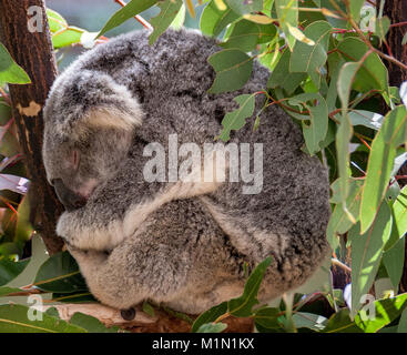 Dieser Koala ist in einer fast perfekten Kreis gebündelt, wie er in die Gabel eines Baumes schläft. Gummi Blätter umgeben den Koala. Stockfoto