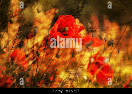 Abstrakte pastorale Gemälde mit roten Klatschmohn im Feld - Bild Quelle Stockfoto