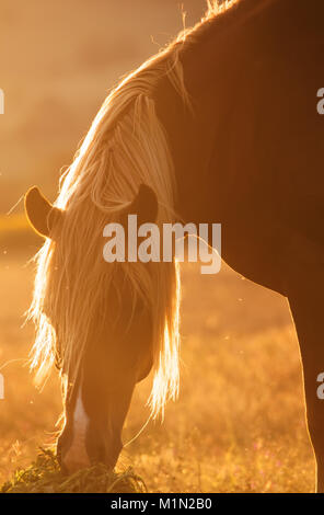 Vertikale Horse Portrait in Golden weichen Morgenlicht. Stockfoto