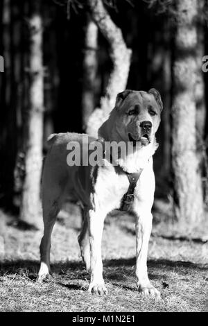 Schwarz-weiß-Porträt der Grossen alabai Hund Wächter seine Herde in der Nähe von Forest Stockfoto