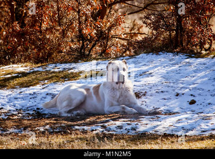 Big White alabai dog Guard seine Herde im Winter an. Stockfoto