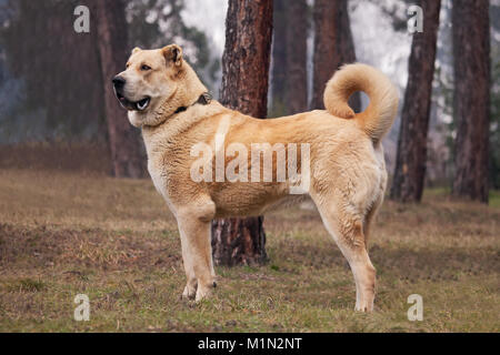 Alabai Hund Kaufen / Mittelasiatische Owtscharka / Alabai / Schäferhund