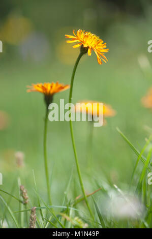 Crepis aurea Gold-Pippau, Golden Hawk Bart Stockfoto