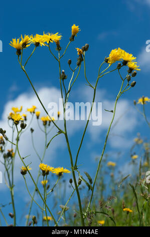 Crepis biennis, Wiesen-Pippau, raue hawksbeard Stockfoto