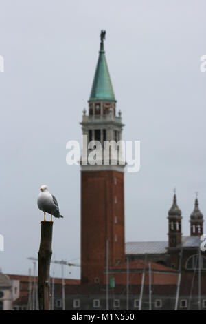 Möwe in Venedig (Winter) Stockfoto