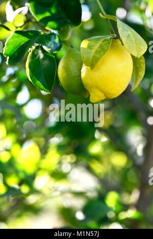 Vertikale Hintergrund von frischen Bio Zitronen Hängen an einem Baum in einem mediterranen Grove, selektiven Fokus auf zusätzlichen Platz kopieren Stockfoto