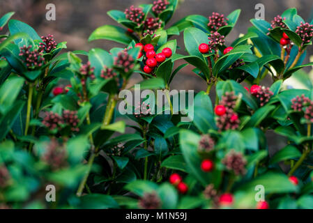 Skimmia japonica, olympische Flamme. Rote Beeren und Blüten sowie deren Knospen, im Winter gezeigt. Stockfoto