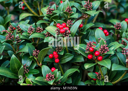 Skimmia japonica, olympische Flamme. Rote Beeren und Blüten sowie deren Knospen, im Winter gezeigt. Stockfoto