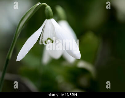 Galanthus nivalis, gemeinsame Schneeglöckchen. Schneeglöckchen Winter/Frühling Blumen. Stockfoto